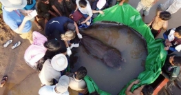 বিশ্বের সবচেয়ে বড় মিঠা পানির মাছ ধরা পড়লো মেকং নদীতে